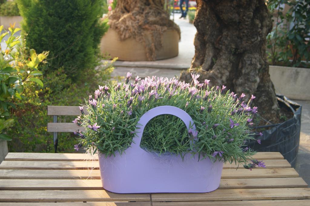 Residenza I Ciclamini Bed & Breakfast Rome Exterior photo
